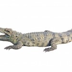 indicateur alligator long trading-attitude