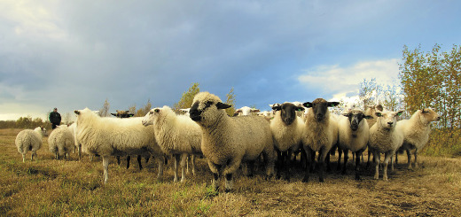 en marche moutons
